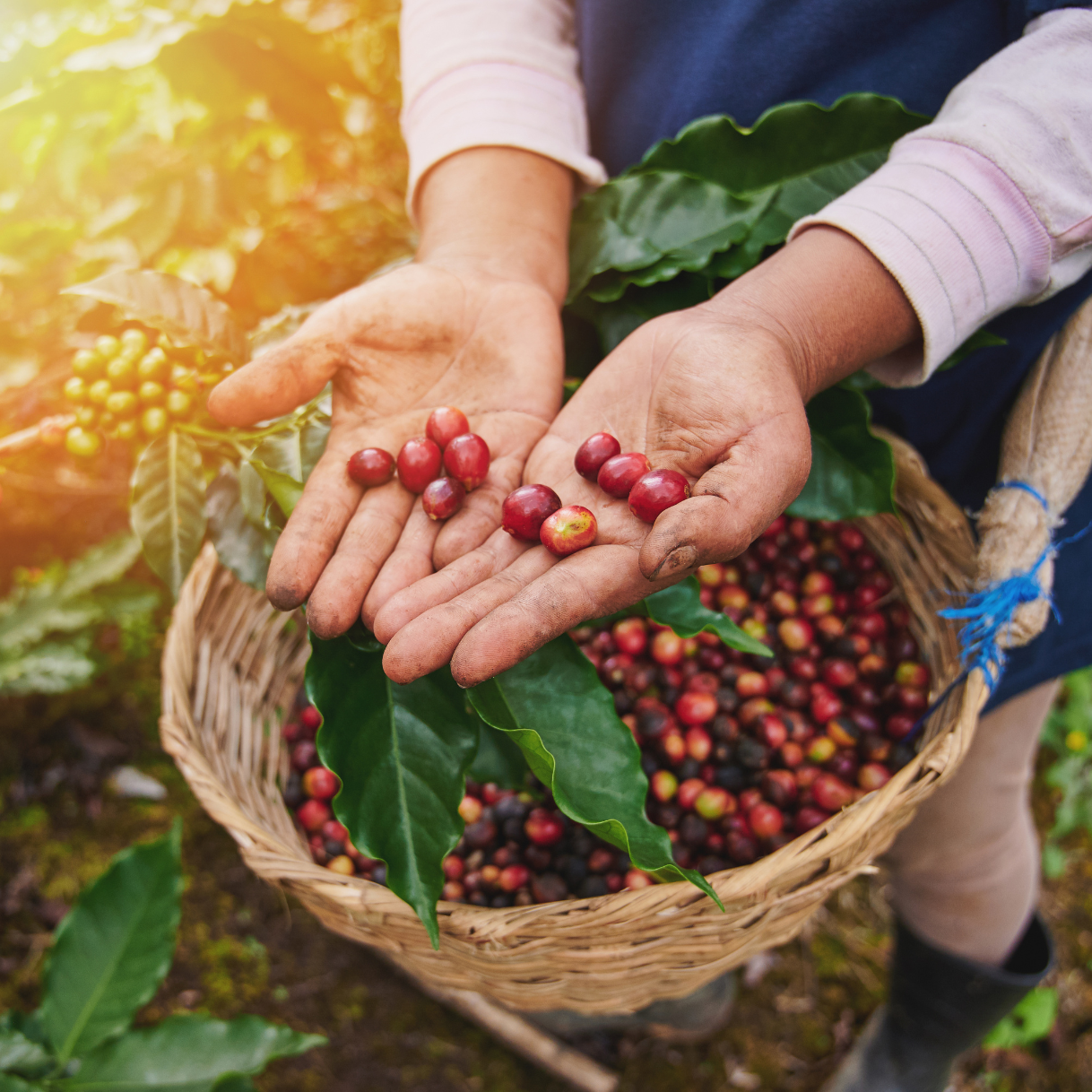 Dad Bod Medium Roast Blend