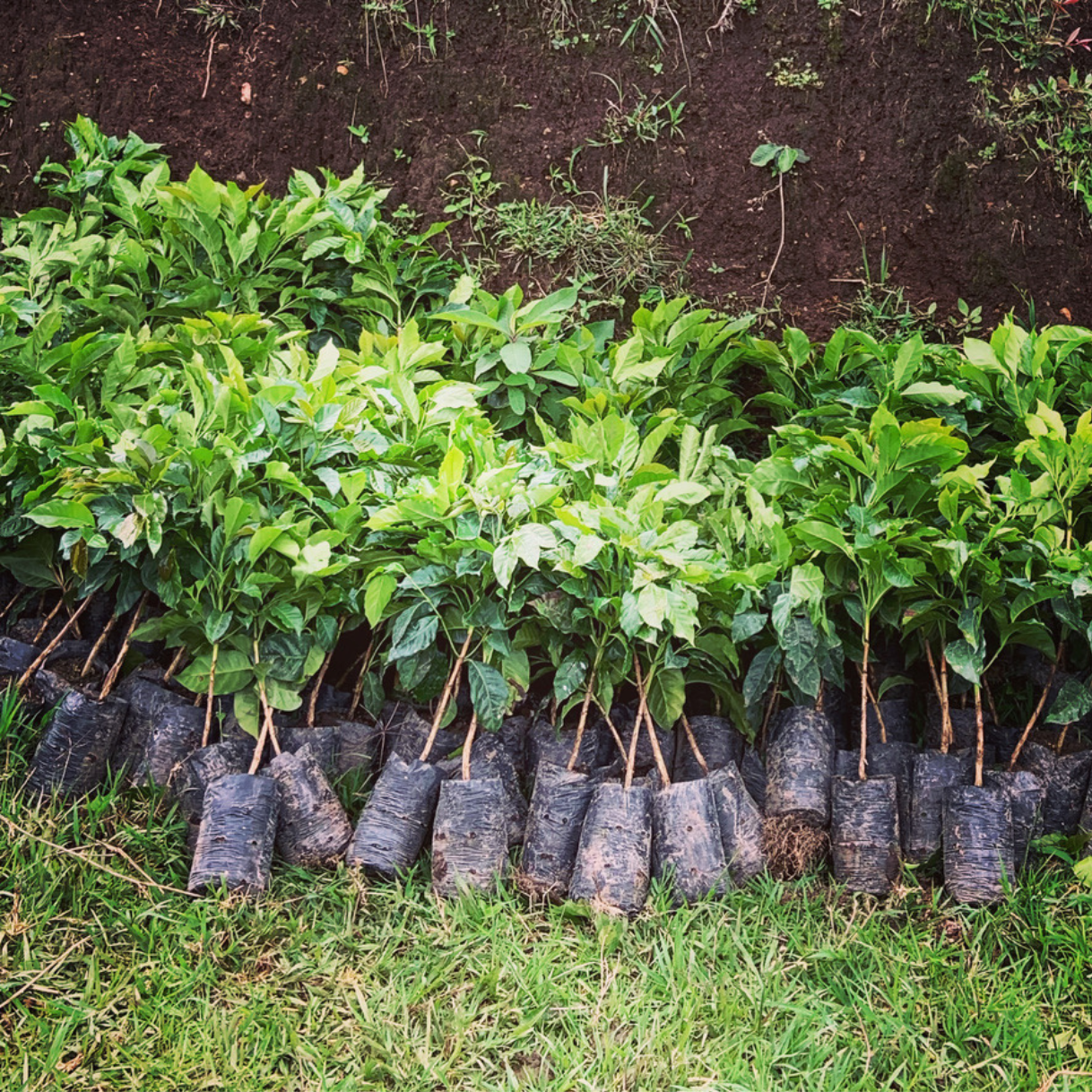 Season of the Witch Dark(ish) Roast