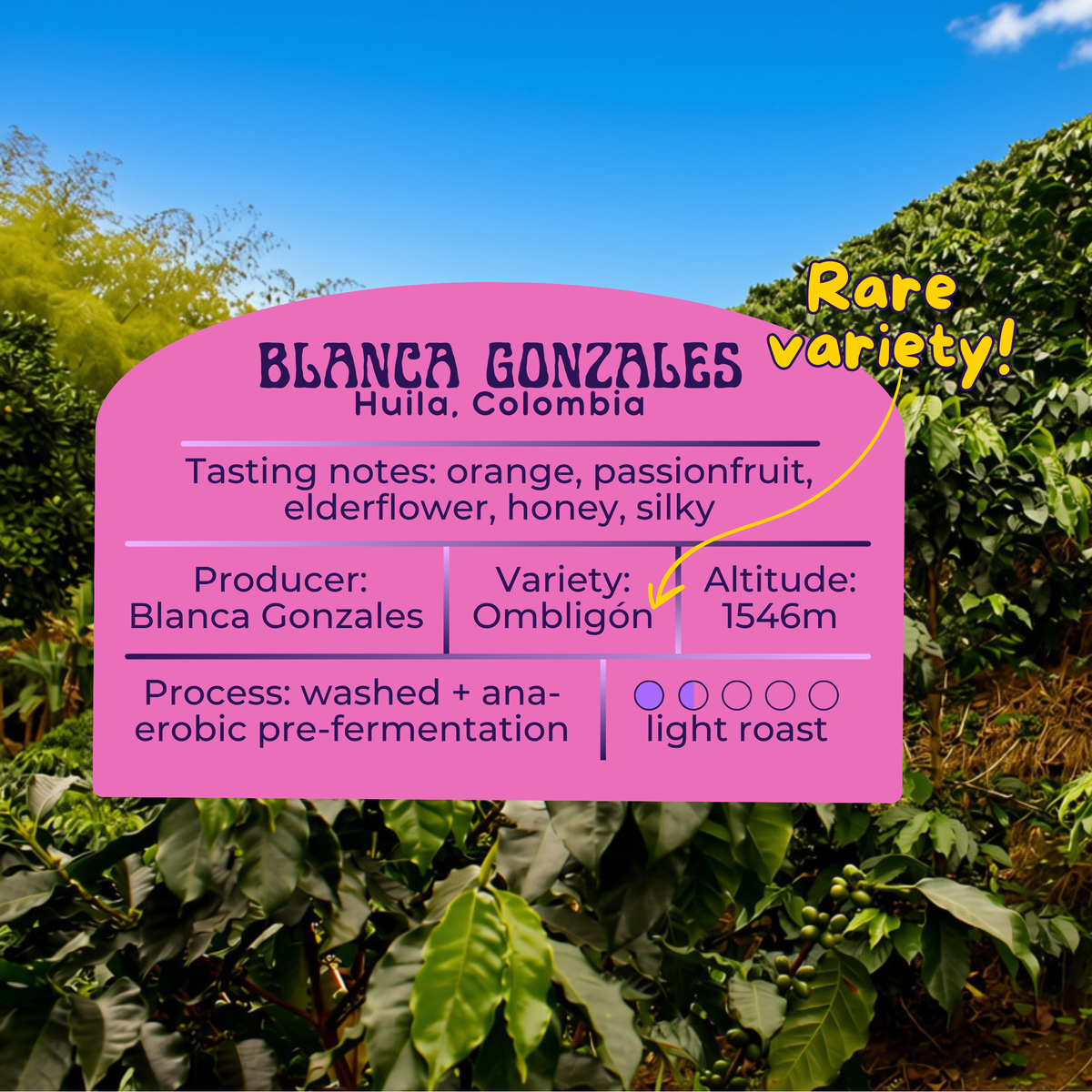 Blanca Gonzales - Colombia Ombligón
