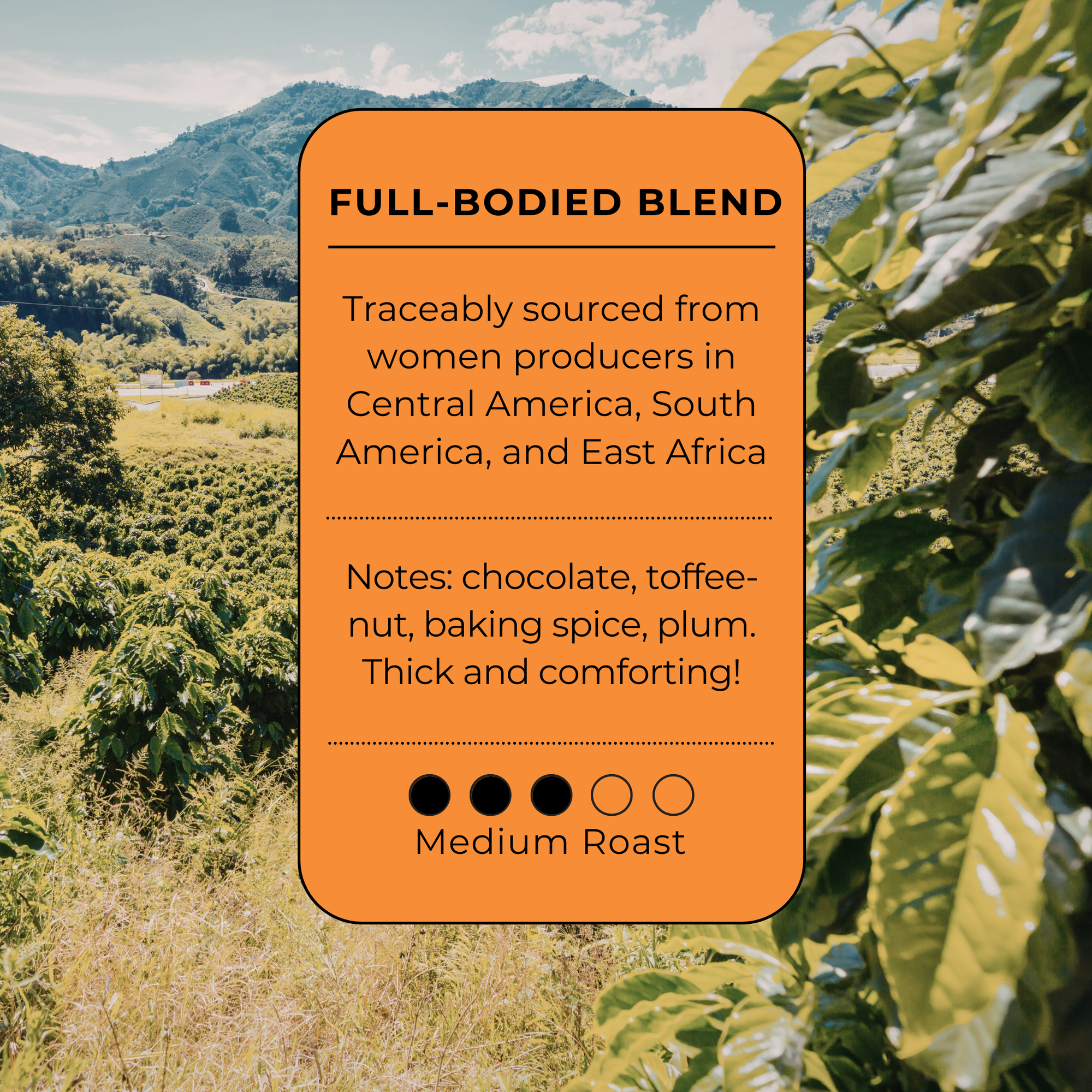 Dad Bod Medium Roast Blend