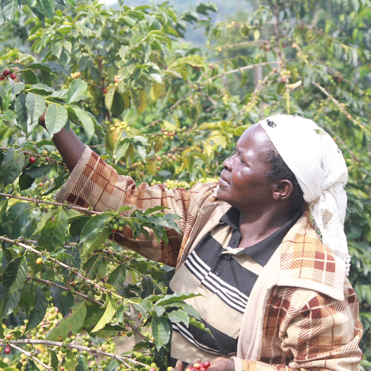 Rosebella - Kenya