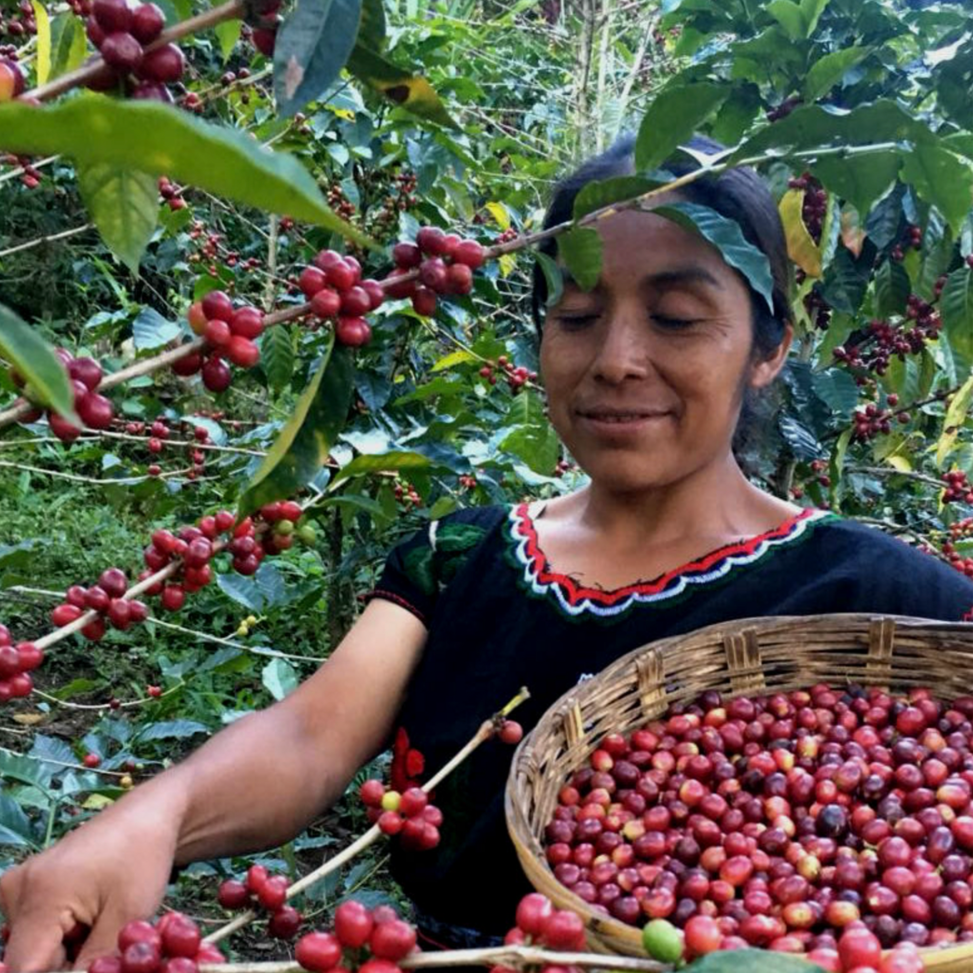 Mayan Harvest - Mexico