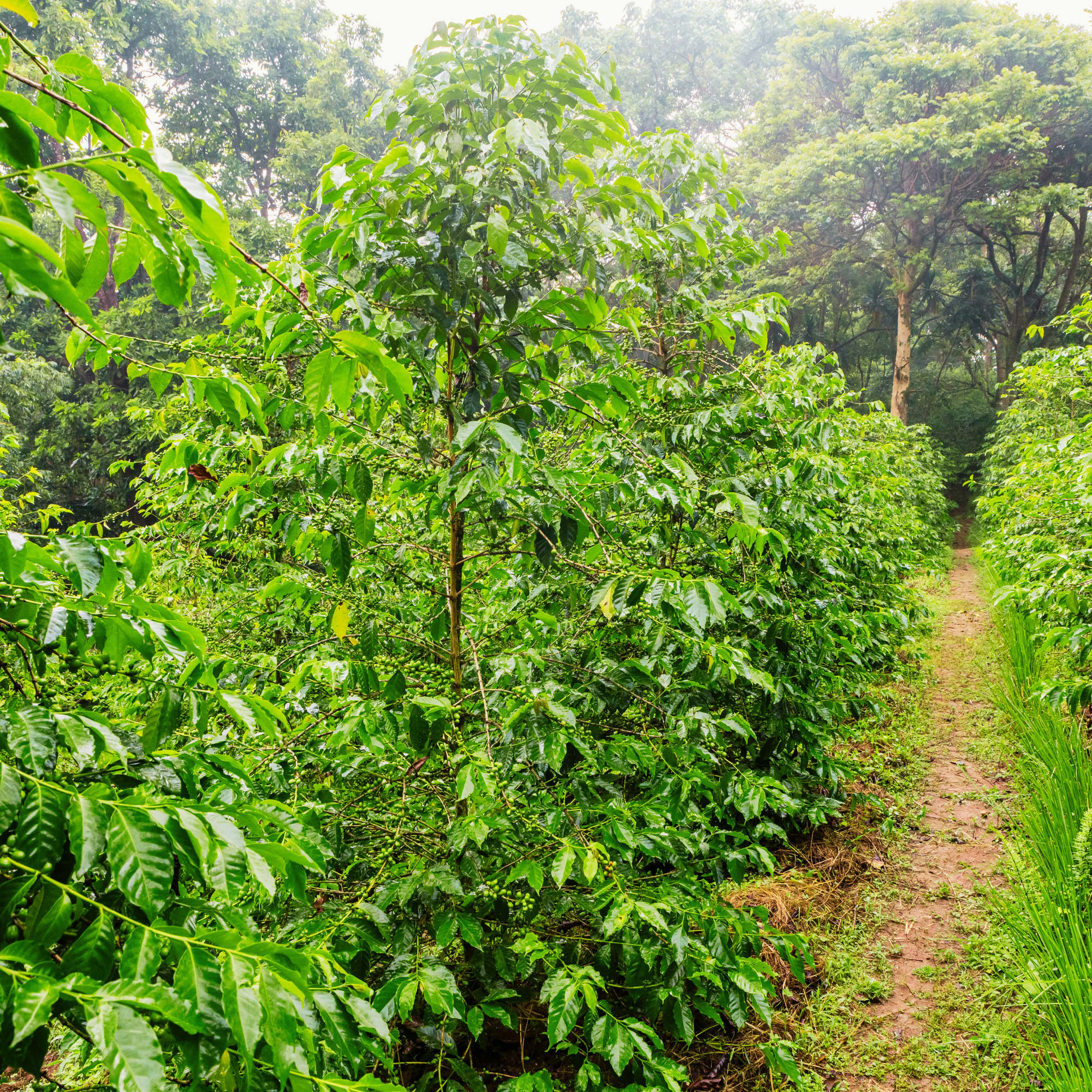 El Prisma Pride Blend