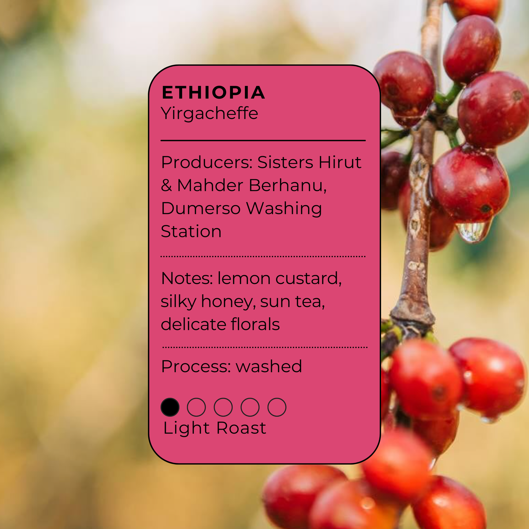 Sunshine Daydream - Ethiopia